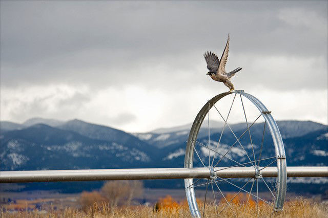 Taking flight: Davis opens doors into lives of falcons in new book